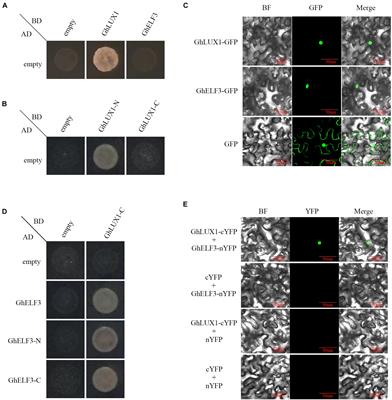 GhLUX1 and GhELF3 Are Two Components of the Circadian Clock That Regulate Flowering Time of Gossypium hirsutum